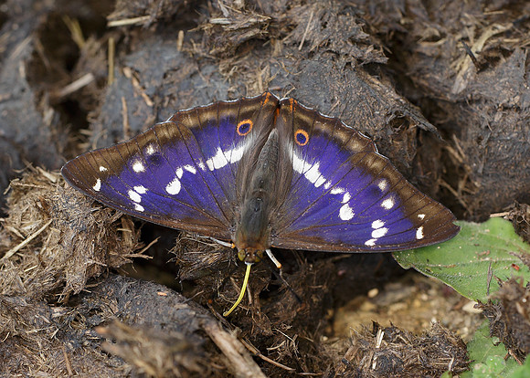 Purple Emperor Aptura iris