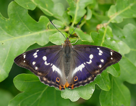 Purple Emperor Apatura iris