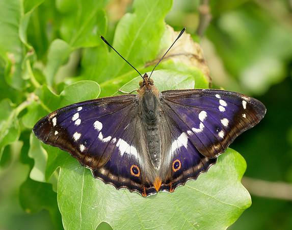 Purple Emperor Apatura iris