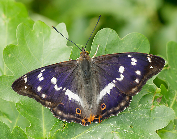 Purple Emperor Apatura iris