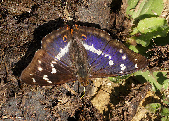 Purple Emperor Aptura iris