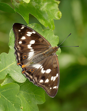 Purple Emperor Apatura iris