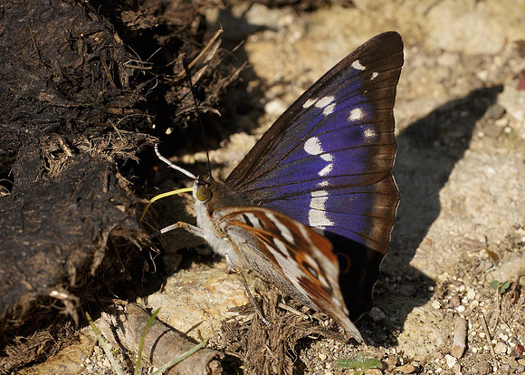 Purple Emperor Aptura iris