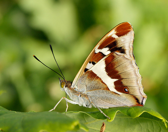 Purple Emperor Apatura iris