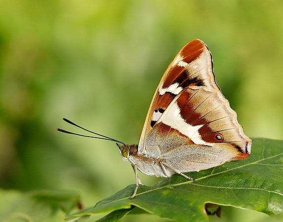 Purple Emperor Apatura iris