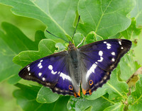 Purple Emperor Apatura iris
