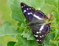 Purple Emperor Apatura iris