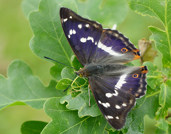 Purple Emperor Apatura iris