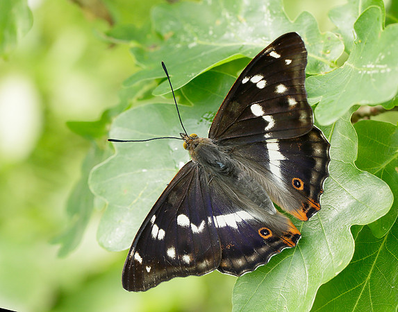 Purple Emperor Apatura iris