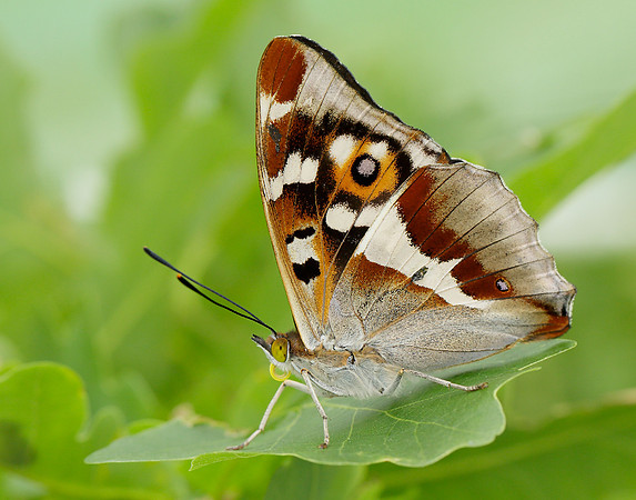 Purple Emperor Apatura iris
