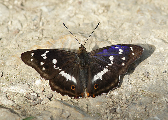 Purple Emperor Aptura iris