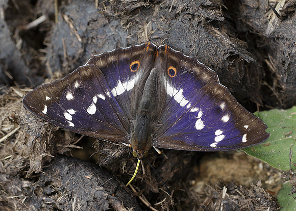 Purple Emperor Aptura iris