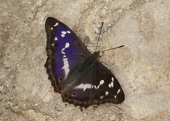 Purple Emperor Aptura iris