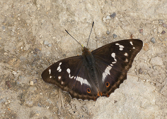 Purple Emperor Aptura iris