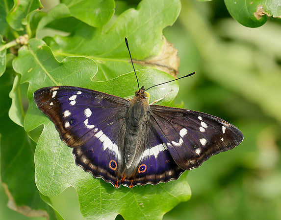 Purple Emperor Apatura iris