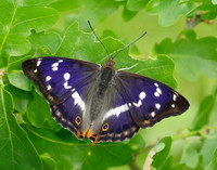 Purple Emperor Apatura iris