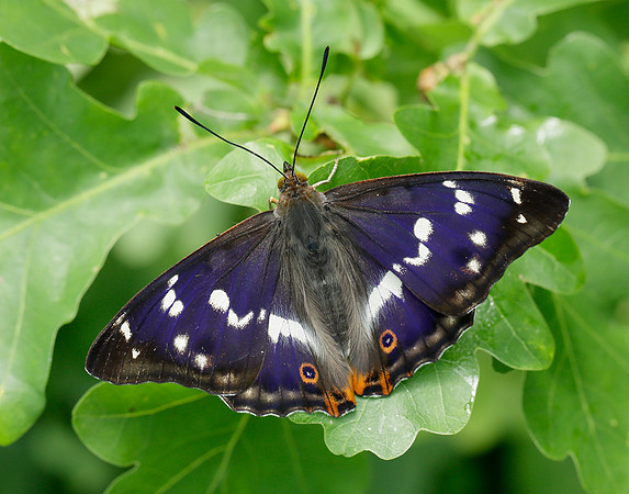 Purple Emperor Apatura iris