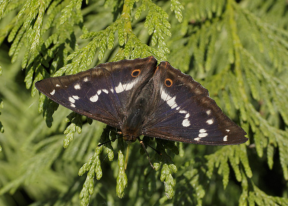 Purple Emperor Aptura iris