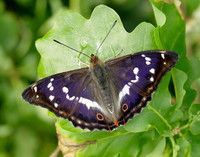 Purple Emperor Apatura iris