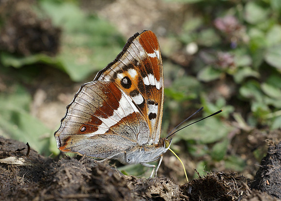 Purple Emperor Aptura iris