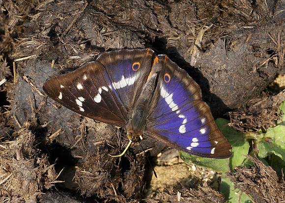 Purple Emperor Aptura iris