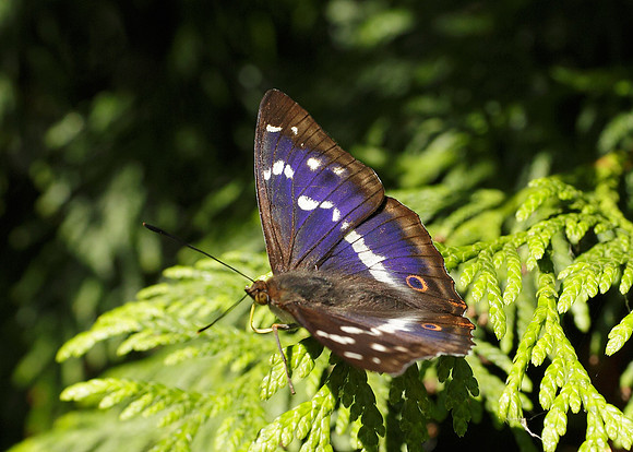 Purple Emperor Aptura iris