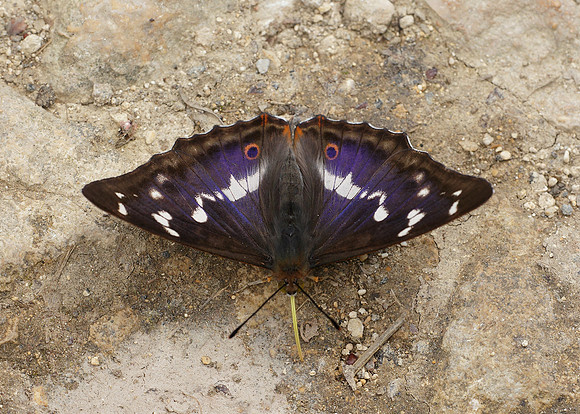Purple Emperor Aptura iris