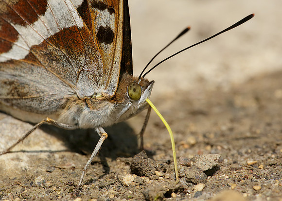 Purple Emperor Aptura iris