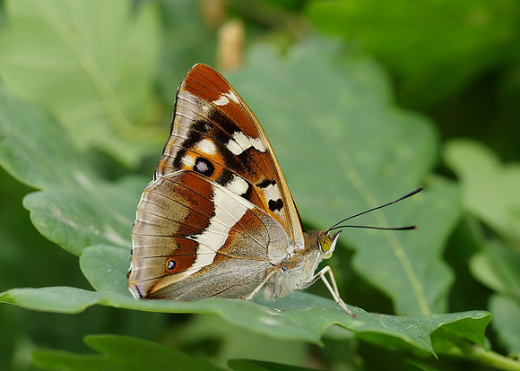 Purple Emperor Aptura iris