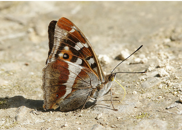 Purple Emperor Aptura iris