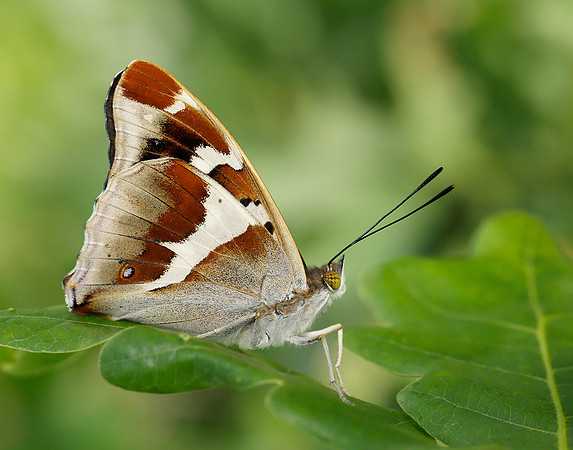 Purple Emperor Apatura iris