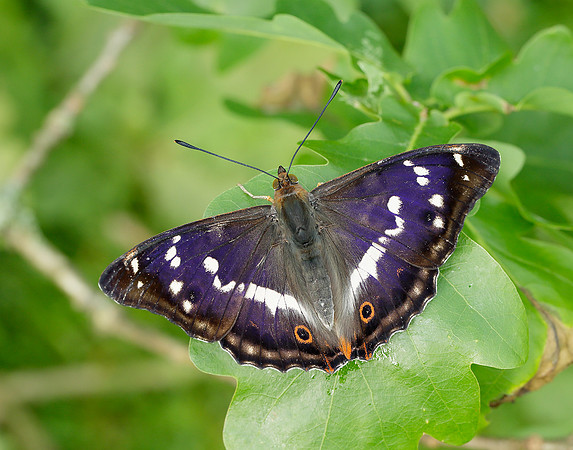Purple Emperor Apatura iris
