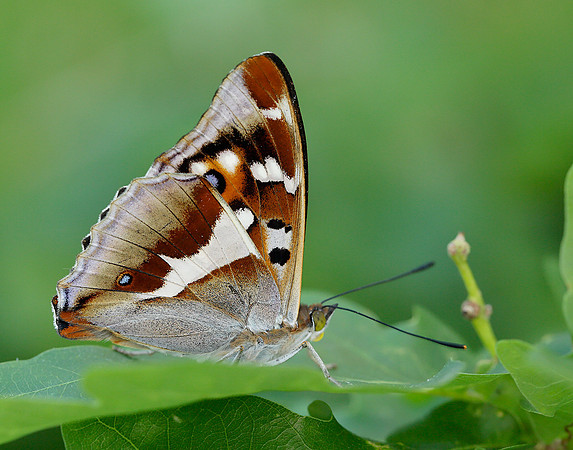 Purple Emperor Apatura iris