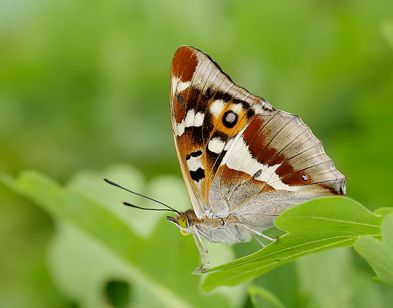 Purple Emperor Apatura iris