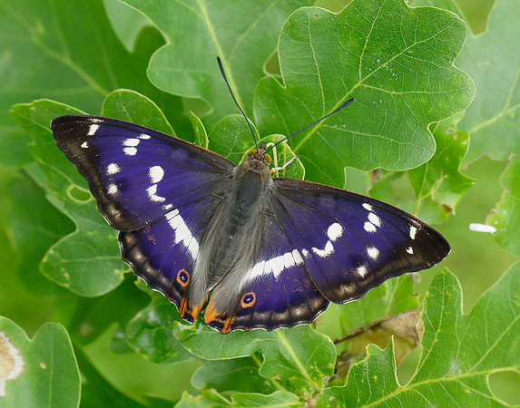 Purple Emperor Apatura iris