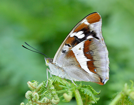 Purple Emperor Apatura iris