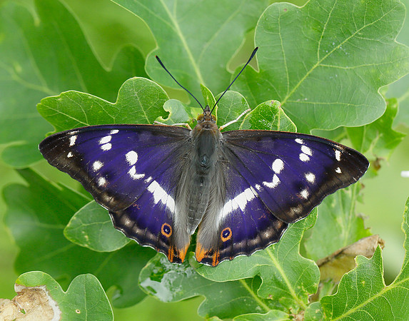 Purple Emperor Apatura iris