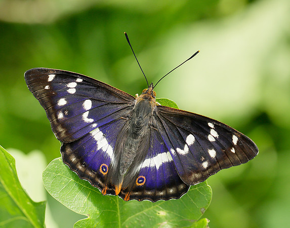 Purple Emperor Apatura iris