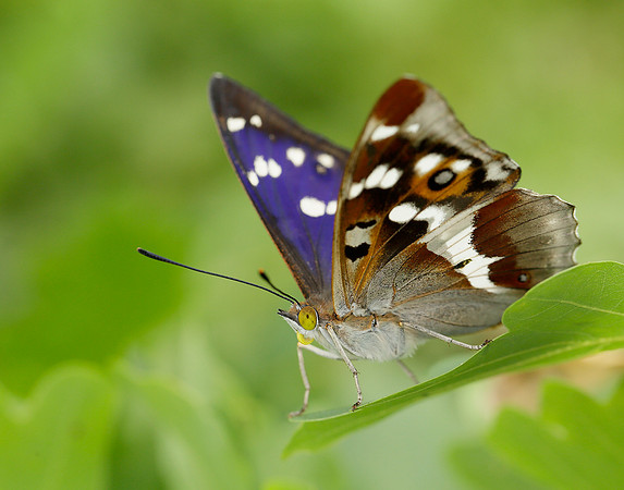 Purple Emperor Apatura iris