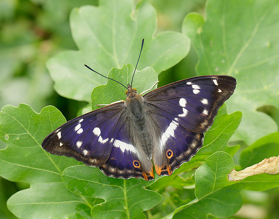 Purple Emperor Apatura iris