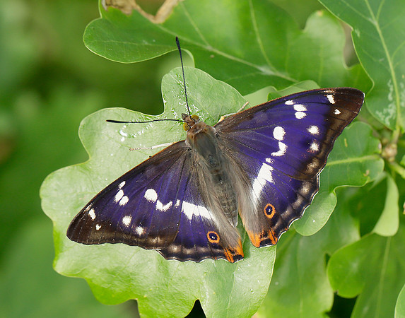 Purple Emperor Apatura iris