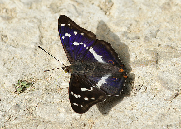 Purple Emperor Aptura iris