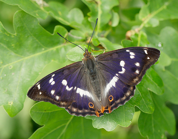 Purple Emperor Apatura iris