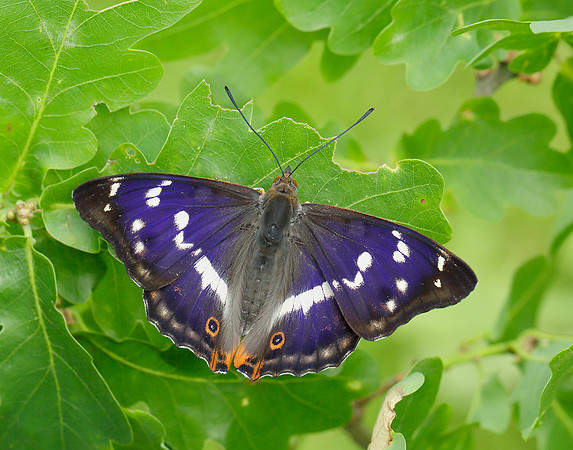 Purple Emperor Apatura iris