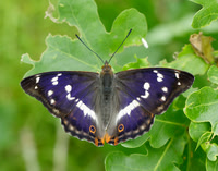 Purple Emperor Aptura iris