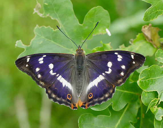 Purple Emperor Apatura iris