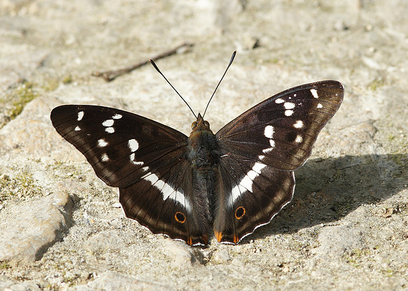 Purple Emperor Aptura iris