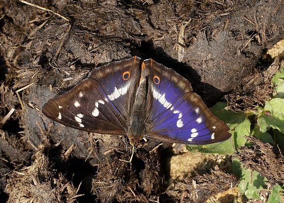 Purple Emperor Aptura iris