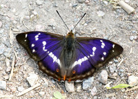 Purple Emperor Aptura iris