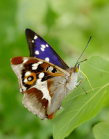 Purple Emperor Apatura iris